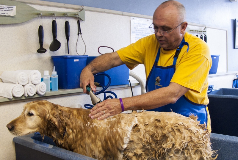 toiletteur-MENTON-min_dog-bath-682169_1280